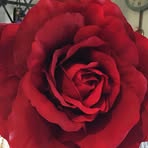 Tamara Hadley - Facebook