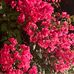 Tamara Hamdan - Facebook