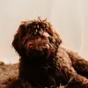 tamara hammer - @wallythedoodledandy - TikTok