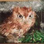 Tamara Barker-Hanley - @birdmom252003 - Instagram