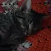 Tamara_harder21 - @alexa_5334 - TikTok