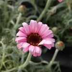 Tamara Harder - @_tamara__65 - Instagram