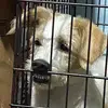 TamaraHardy - @tamarahardyxusdfl - TikTok