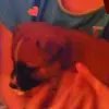 tamaraharms - @elleandashmypuppy - TikTok