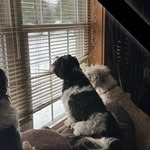 Tamara Hazelton-Lammers - @frenchi46 - Instagram