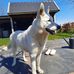 Zwitsere witte herder kennel Hoeve de Horizon - Facebook