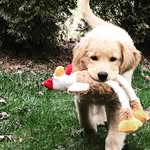 Tamara Hendley - @baileythewonderdog1 - Instagram