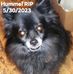 Tammy Hummel - Facebook