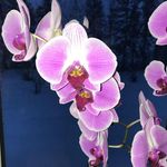 Tamara Hurst - @tileforliving - Instagram