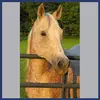 Tammy Ingalls - @tammariingalls - TikTok