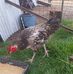 Tamara Jade - Facebook