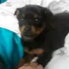 Luna 99 - @tamarajantz99 - TikTok