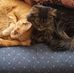 Tammy Kirkland - Facebook