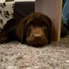Tamara Krüger - @aska_the_vetdog - TikTok