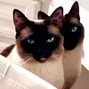 Tamar - @tamaralafarga - TikTok