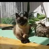 Tamara Lettner-Siemss - @tamara.lettnersie - TikTok