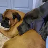 Tamara Linnell - @dogmumma77 - TikTok