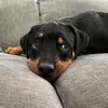 Tamara Lohnes - @rottweilerandrealestate - TikTok