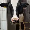 Tamara Cloos - @tamara.cloos - TikTok