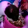 tamara_low_b647ef - @livv._.1 - TikTok