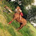Equestrian - @lucky.tamara - Instagram