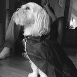 Tamara & Luke - @tamandlukedoggos - Instagram