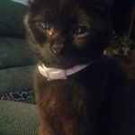 Tamara Lynch - @tamaralynch1959 - Instagram