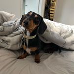 Tamara Malcolm - @louiethedachy - Instagram