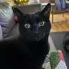 tamaraannmalcolm - @calblackcat - TikTok