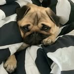 Tamara - @tamara.maly.mops - Instagram