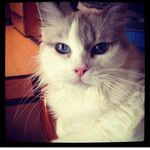 Tamara Perko-Marchant - @tamaramarchant - Instagram