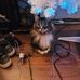 Tammy Tittle Mcmanus - Facebook