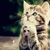 Tamara Melanson - @tamara.melanson - TikTok