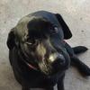 tamaramercer146 - @animallover0942 - TikTok