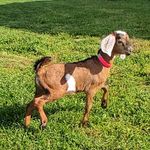 TJ Sugarbear - Tamra Pitcher - @rivendaleacres - Instagram