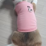 웰시코기 감자 - @tamararichardson52704 - Instagram