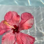 Tamara Rizo - @tamara54631 - Instagram
