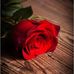 Tamara Romano - Facebook