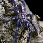 Tamara N Rothe - @extremelycrazyexotics - Instagram