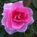 Tamara Royal - Facebook