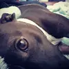 Tamara Rutherford - @10kiloterrier - TikTok