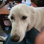 Tamara Vigil-Schultz - @tamaraschultz50 - Instagram