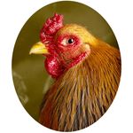 Tamara Staples - @the.magnificent.chicken - Instagram