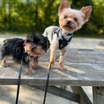 Tamara Thrasher - @cloud9_furbabies - Instagram