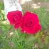 Tamara Vanegas - @tamaravanegas233 - TikTok