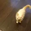 Tamara Watt - @tamara.watt6 - TikTok