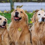 Kathy Whipple - @tamarackgoldens - Instagram