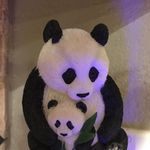 Tamara Wong - @tamara.wong35 - Instagram