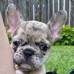 Tamara Olson - @wallace_the_frenchbulldog - Instagram
