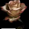 tameshawalker92 - @tameshawalker92 - TikTok